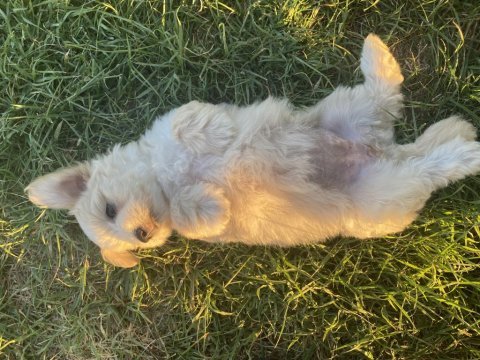 19.06.2023 tarihli terrier yavrular