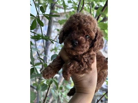 Teacup premium poodle yavrularımız