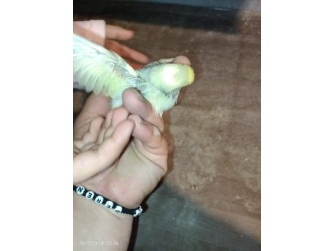 Ev üretimi yavru muhabbet kuşları