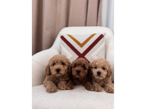 Minik maltipoo köpeklerim