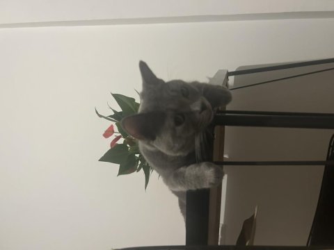 British shorthair erkek