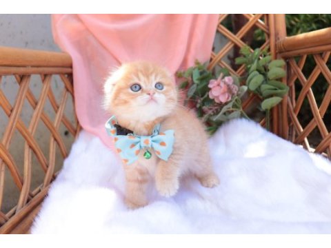 Top kafa scottish fold erkek yavru