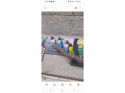 Yavru cennet papağanları