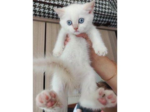 British shorthair yavru