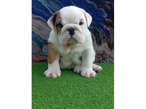 Tombiş bulldog bebekler