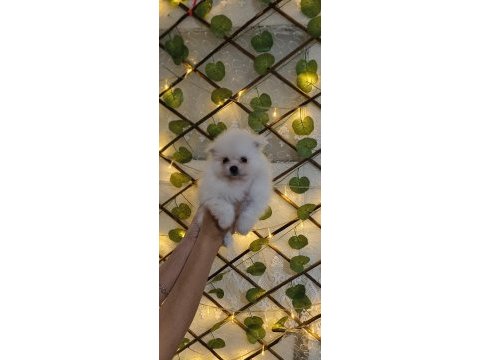 Pomeranian boo yavrularım