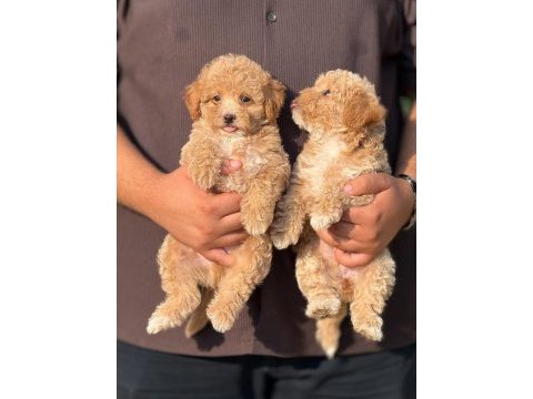 Büyemeyen aşılı çiş eğitimli maltipoo bebekler 