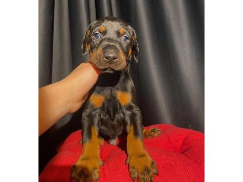 Safkan veterinerden garantili doberman yavruları