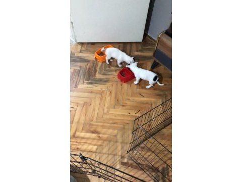 Jack russell yavruları