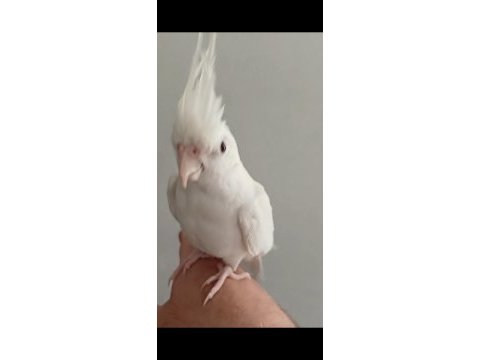 Evcil oyun hamuru sultan papağanı