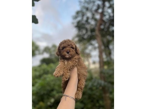 Toy poodle bebekler