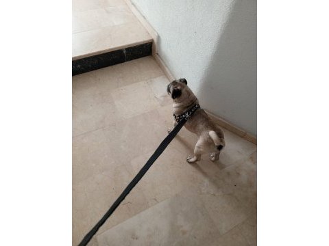 Acil safkan temiz pug