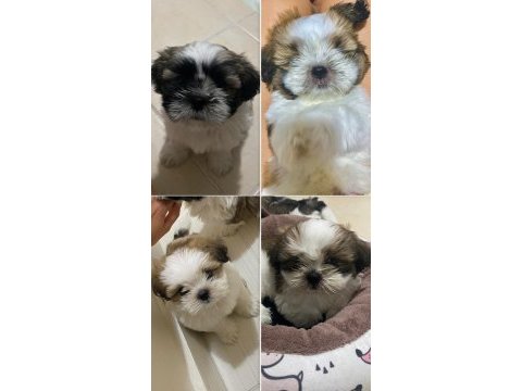 2 aylık erkek shih tzu bebekleri yarı fiyatına veriyoruz