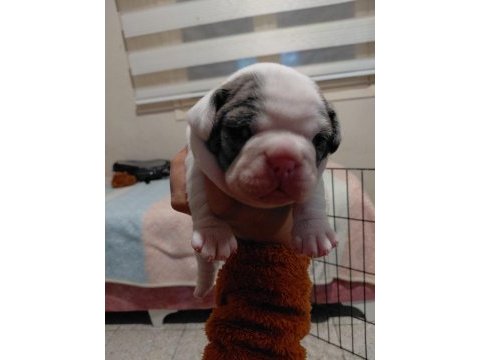 Merle pied erkek french bulldog