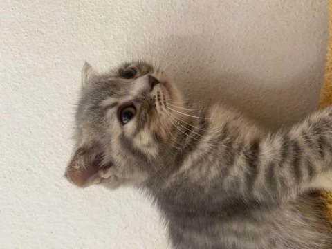 Dişi scottish fold yavrumuz yeni yuvasına gitmeye hazır