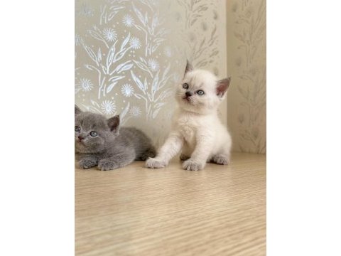 A kalite british shorthair bluepoint