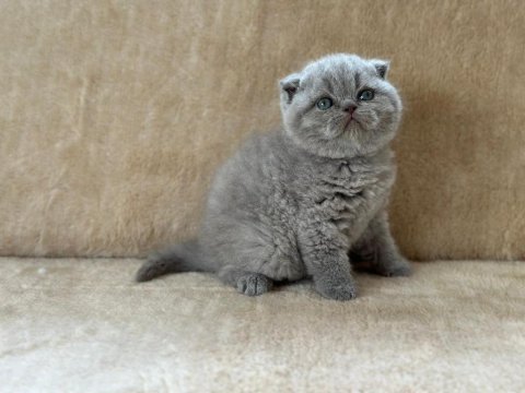 Eşsiz güzellikte blue scottish fold