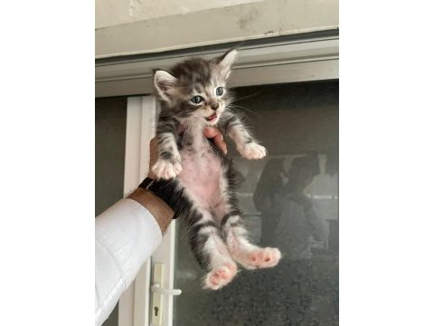 Maine coon kedi