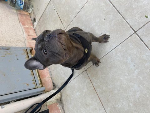 1 yaşında blue egzotik french bulldog