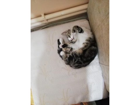 Acil kedi