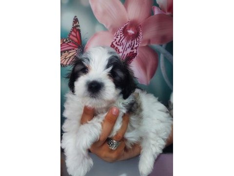 Yakışıklı şampiyon maltese terrier