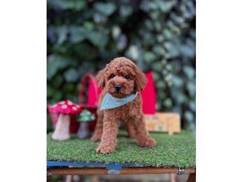Safkan toy poodle yavrularımız
