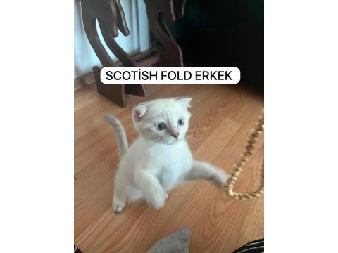 Scottish fold değerinin altında verilecek