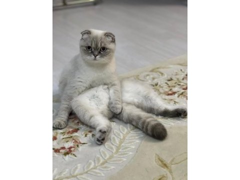 3 yaşında scottish fold dişi
