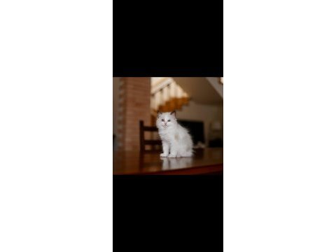 Asaletli ragdoll 