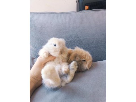 Yavru lop tavsanlar