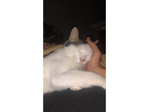 Çok uslu ve akıllı tekir kedisi