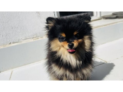 4 aylık güzeller pomeranian boo