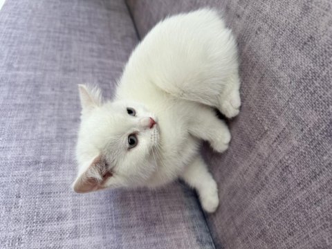 2 aylık scottish fold yavrular