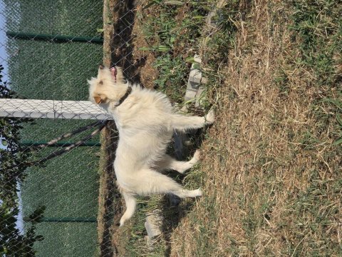 Barack terrier kırması 2 kardeş