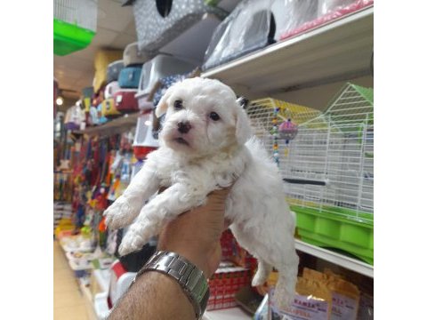 Maltese terrier köpeği