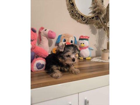 Küt burun tea cup erkek yorkshire terrier yavrumuz