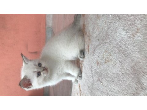 2 dişi ve 1 erkek british shorthair yavrular
