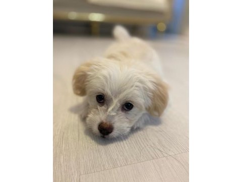 Maltese terrier 3 aylık köpeği