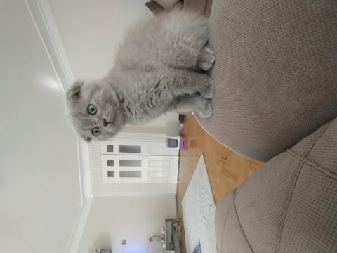 Daha iyisi yok scottish fold