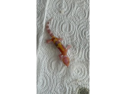 Leopard gecko