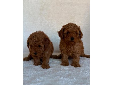 Toy poodle yavruları