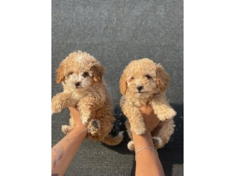 Bu güzel maltipoo yavrulardan sizinde olmasın mı?