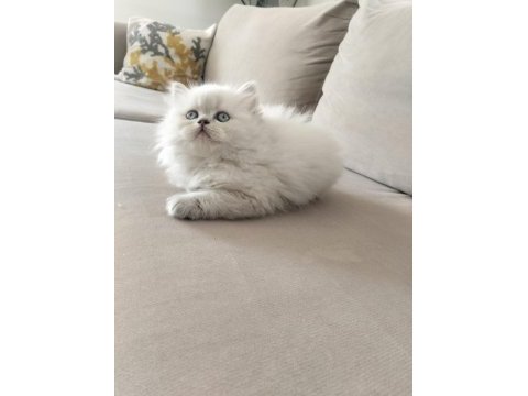 British longhair kedimiz denizli