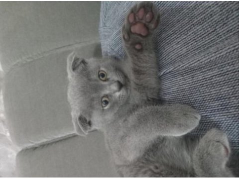 Scottish fold erkek yavrumuz