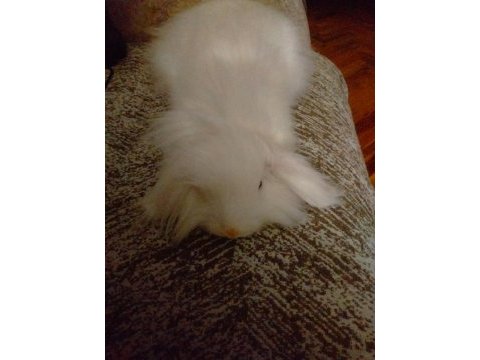 Hollanda lop tavşanı
