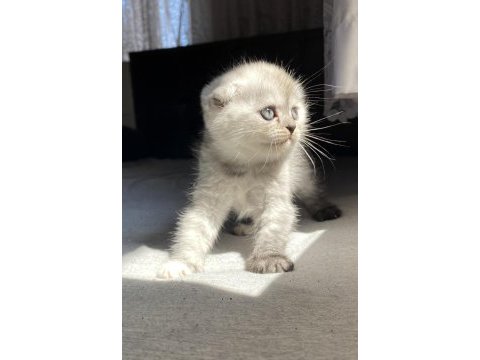 Yavru scottısh fold dışı kedı