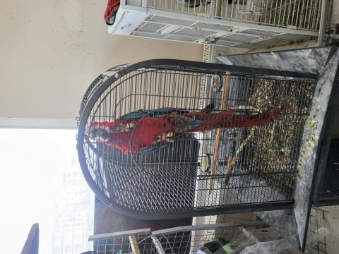 Bebek macaw papağanı