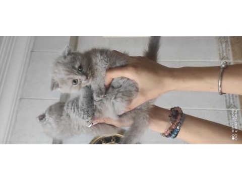Scottish fold sıfir kulak