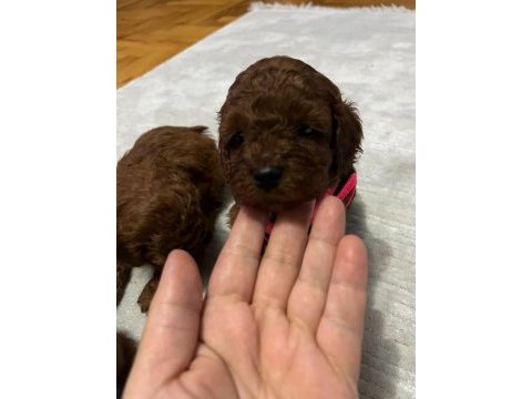 Kore kan toy poodle