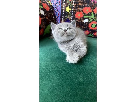A kalite dünya tatlısı ayı kafa yavru kedimiz